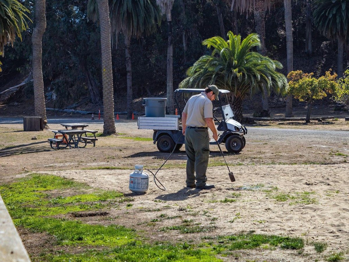 Natural Weed Removal